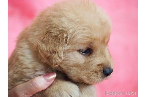 成約済の山梨県のゴールデンレトリーバー-140569の4枚目